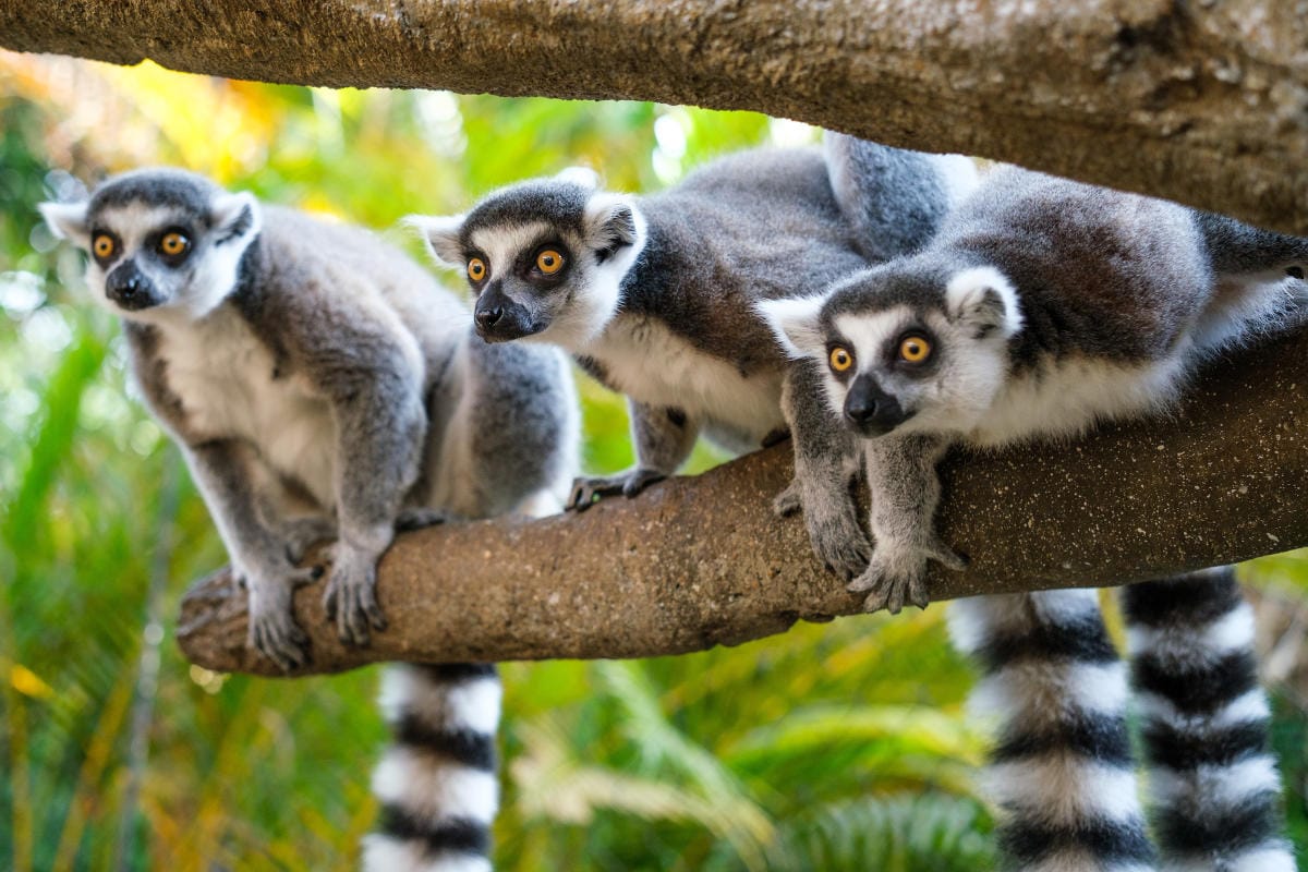 Ring-Tailed Lemurs at the Tennessee Aquarium in Chattanooga.