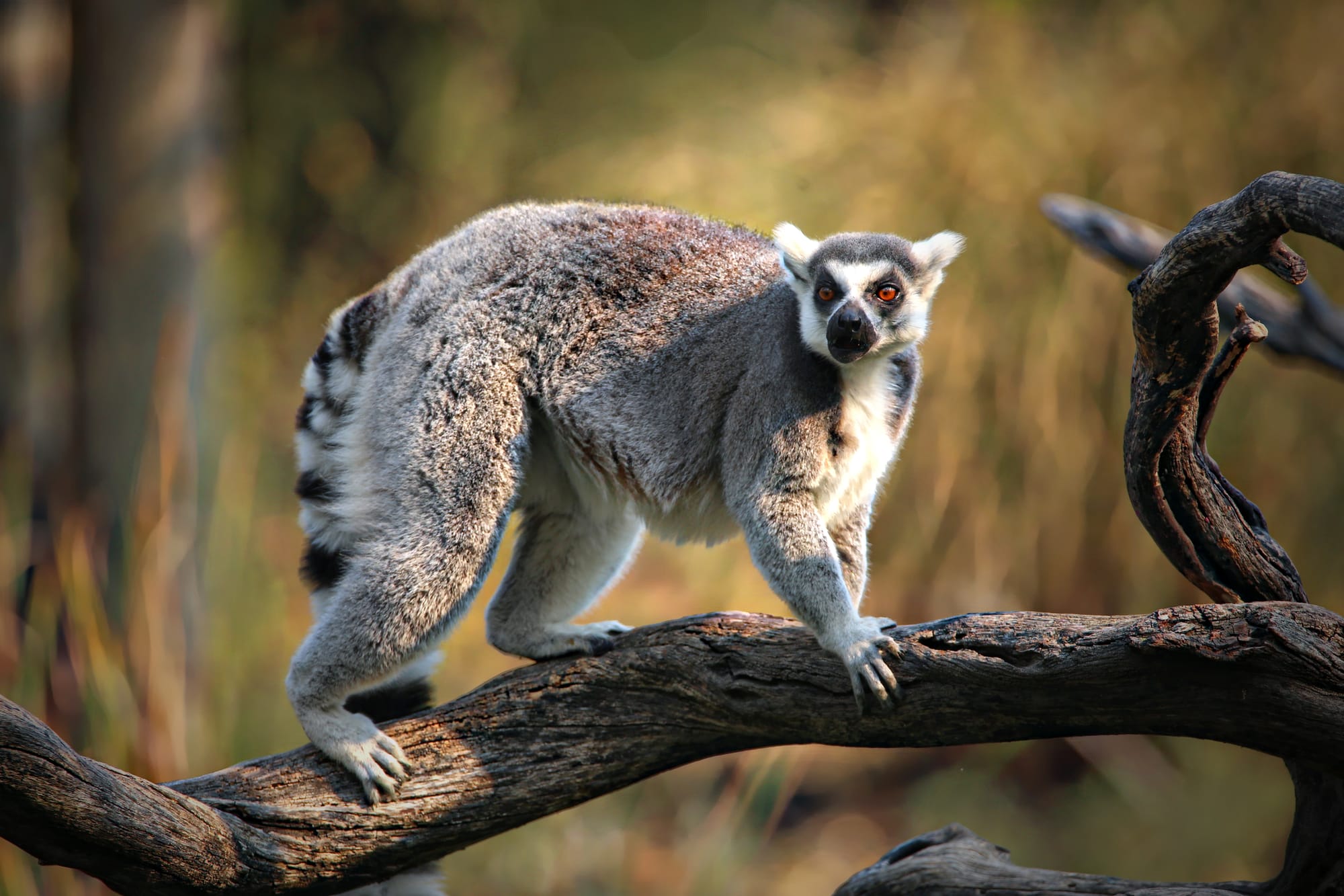 Safari West in Sonoma County, California.