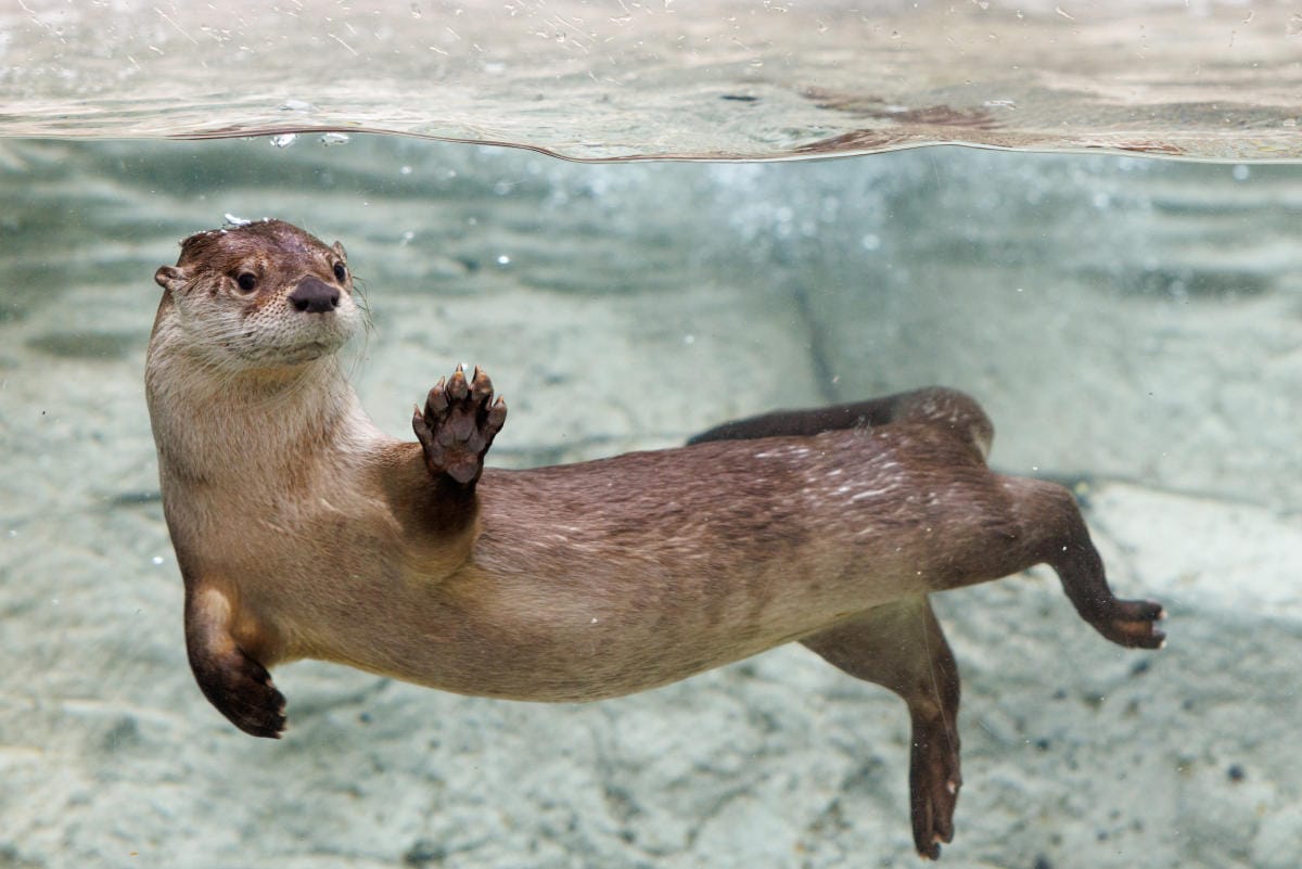 River otter at the Tennessee Aquarium in Chattanooga.