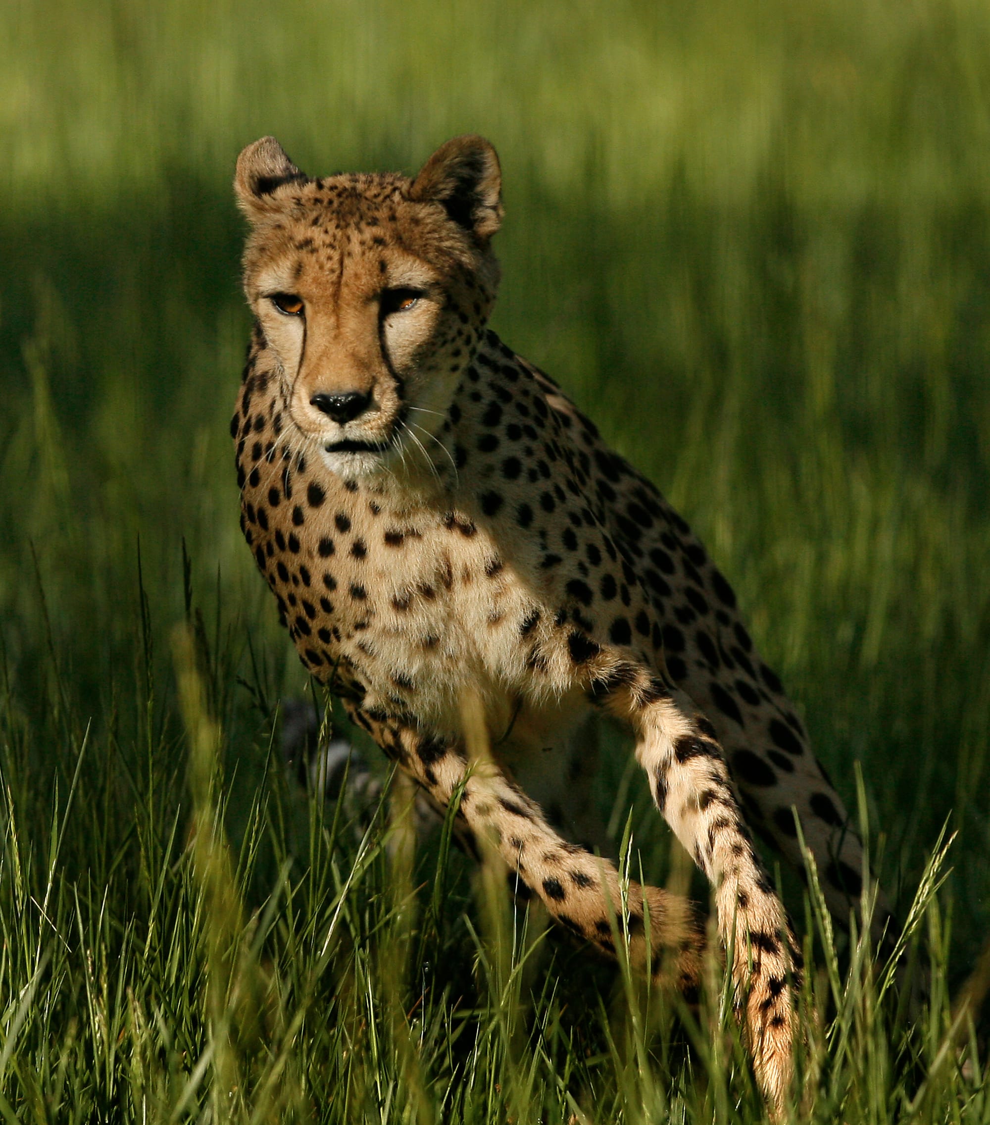 Safari West in Sonoma County, California.
