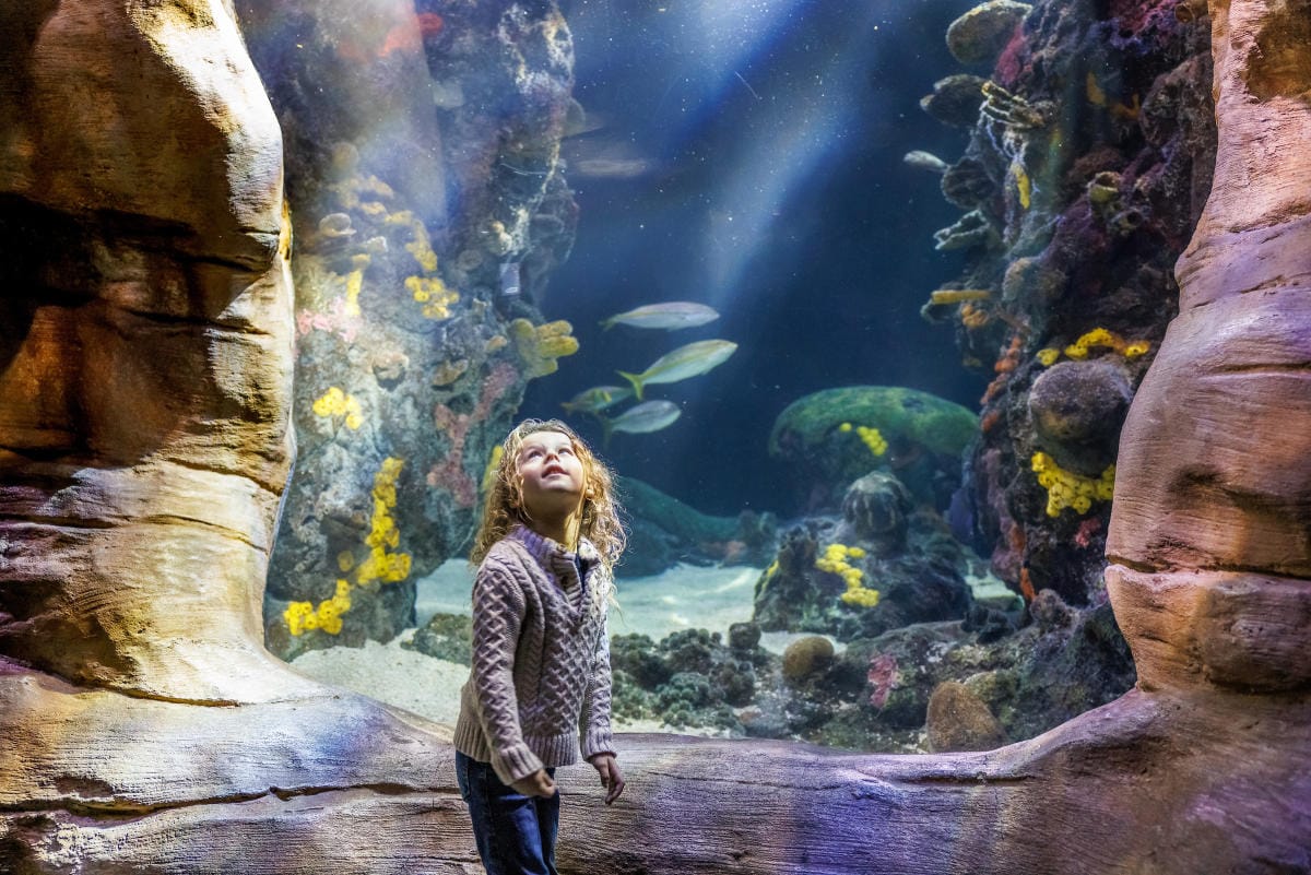 Undersea cavern at the Tennessee Aquarium in Chattanooga.