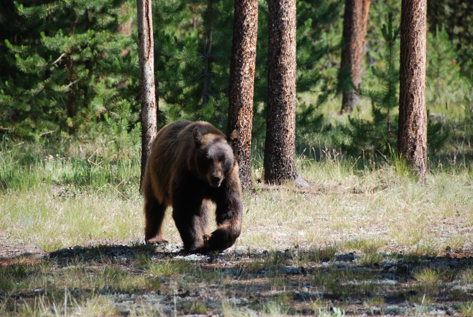 A black bear in Grand Teton National Park. 