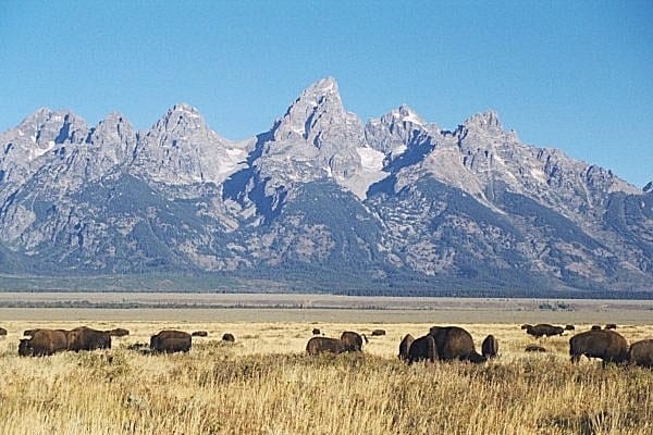 Bison on Antelope Flats and the Teton Range in Grand Teton National Park. 
