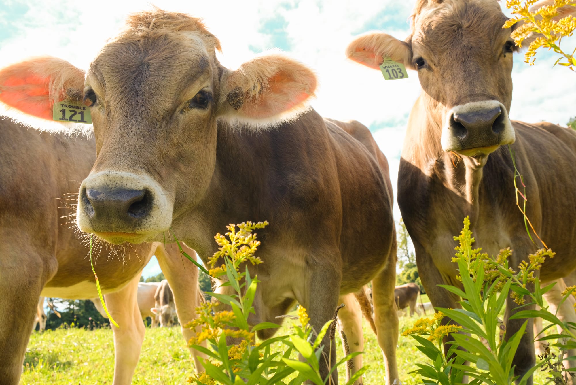 Cows at Shelburne Farms in Vermont.