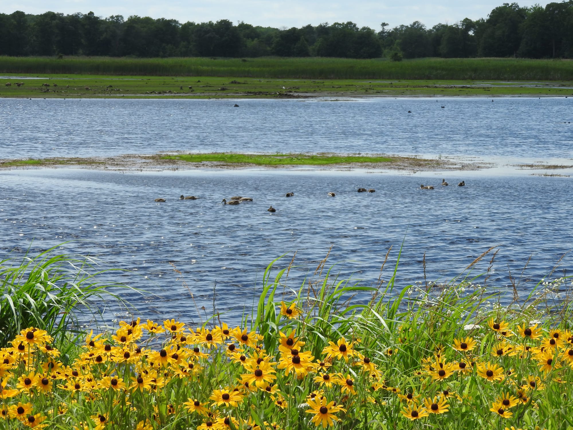 Waterfowl in freshwater pools with wildflowers at Bombay Hook Wildlife Refuge Delaware