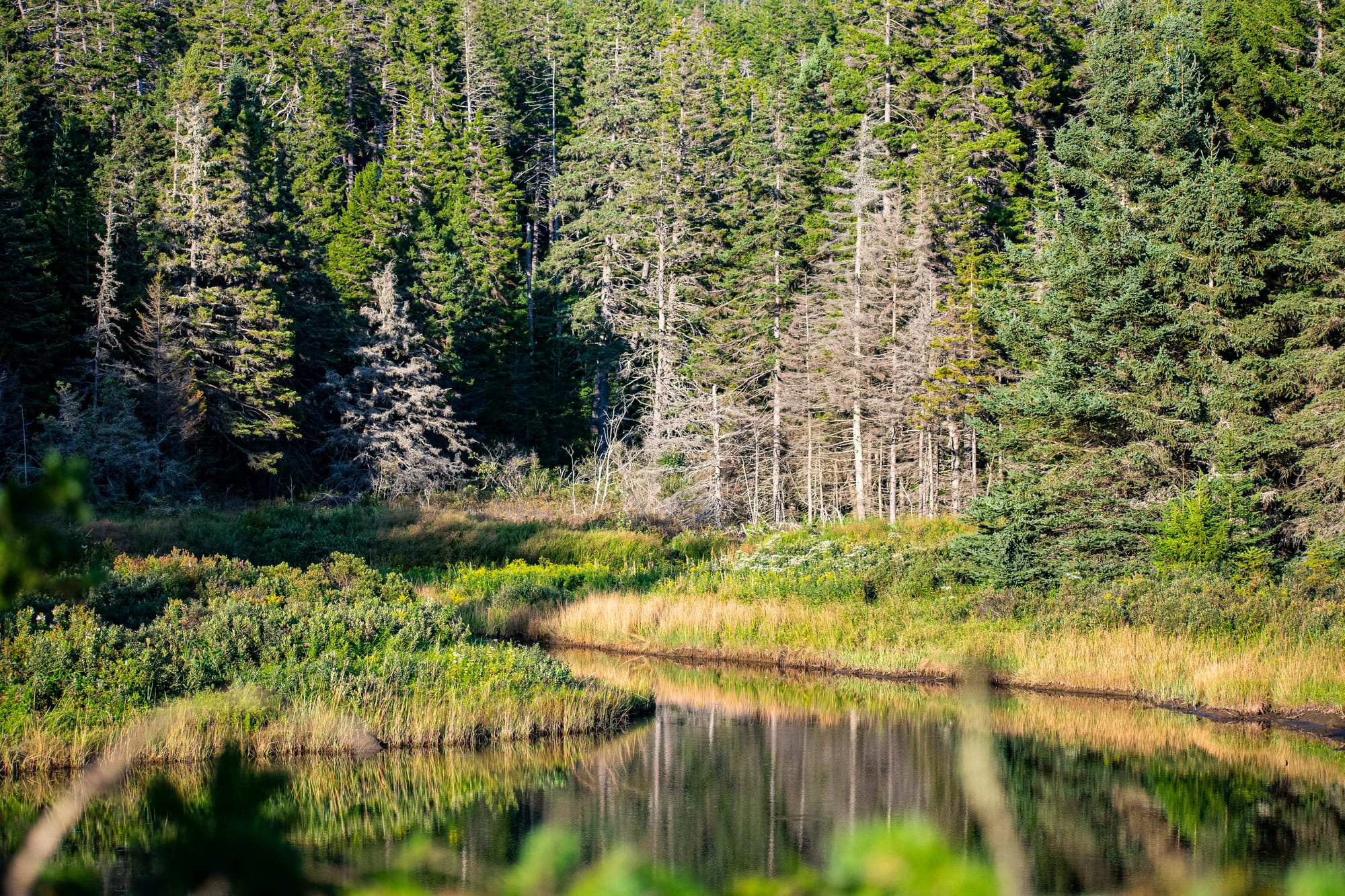 Lake and trees in Acadia National Park.