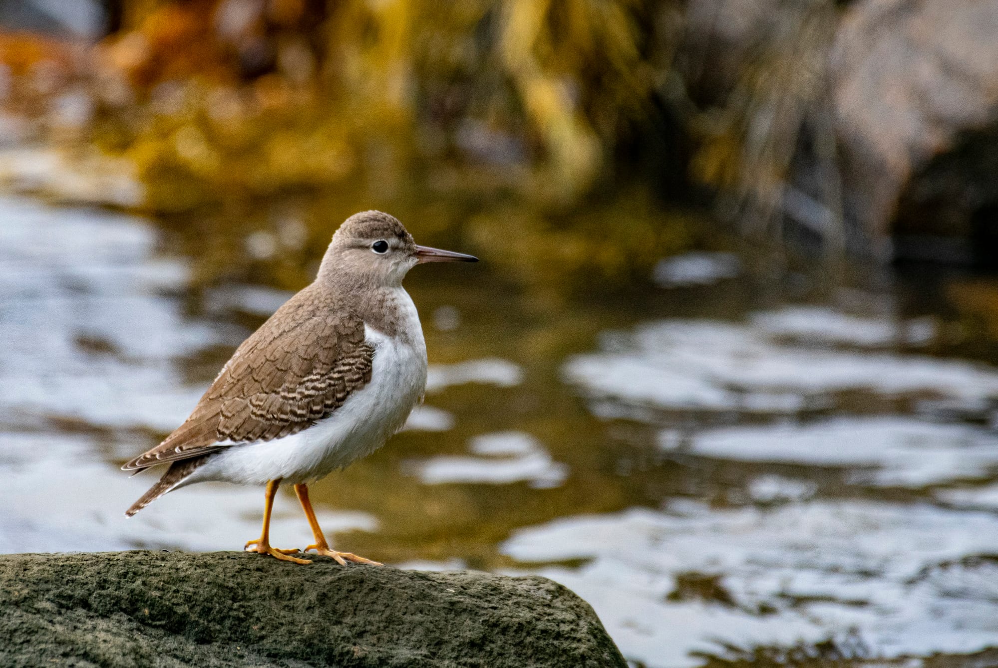 Spotted sandpiper in Acadia National Park.