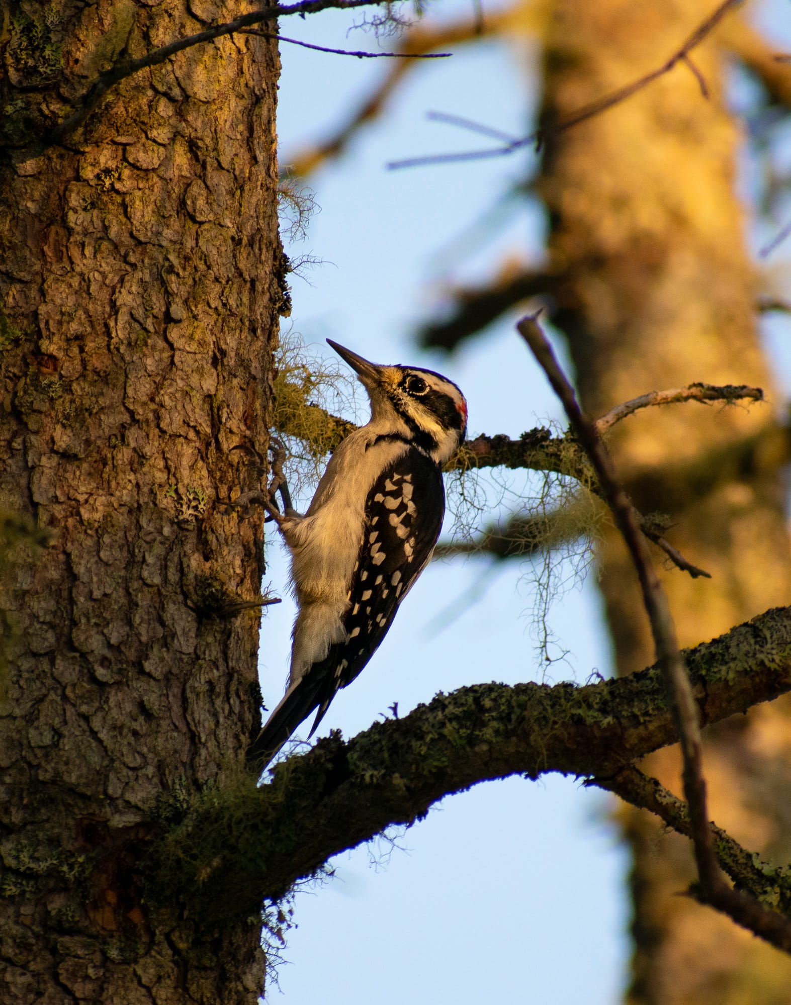 Hairy woodpecker in Acadia National Park.