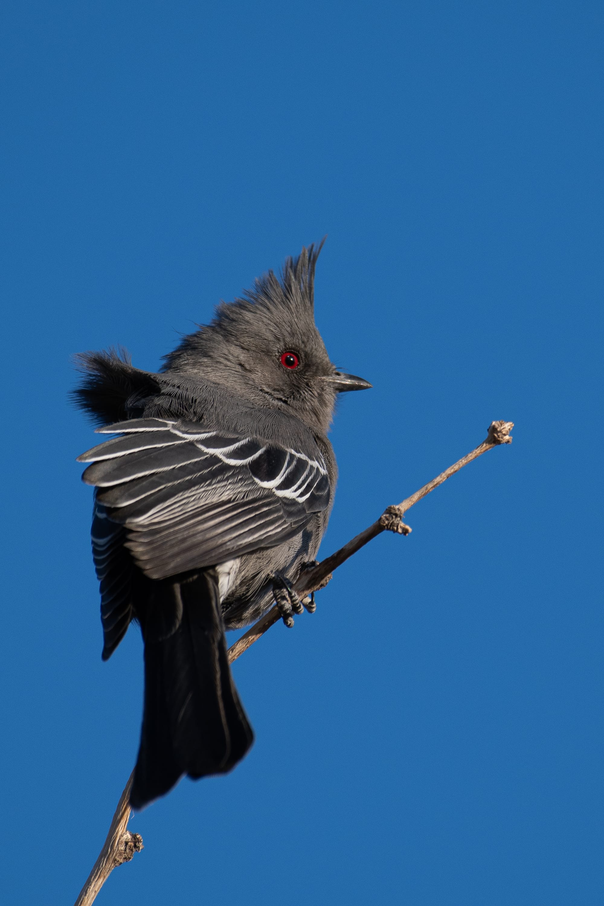 Female Phainopepla in Joshua Tree National Park.