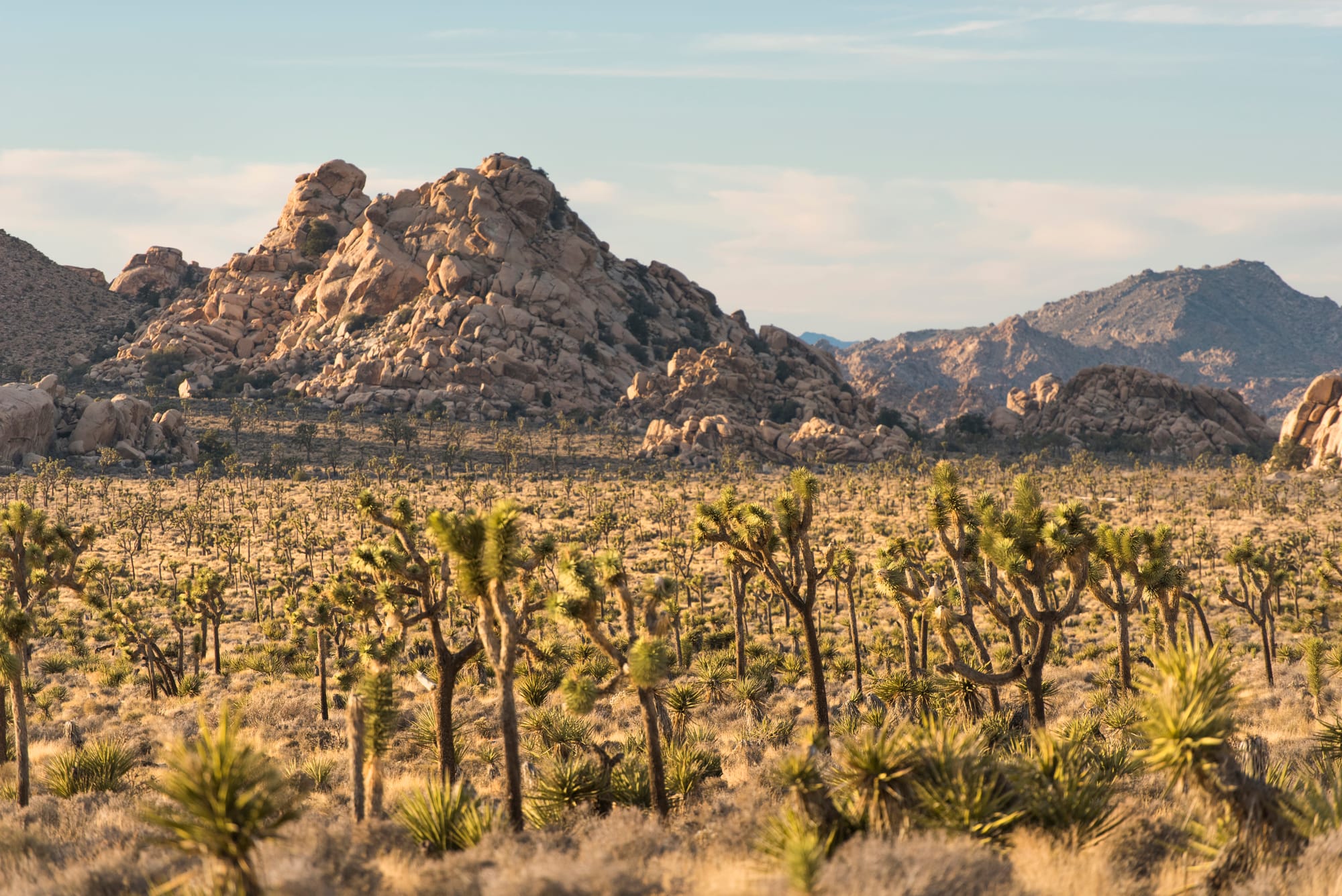 Lost Horse Valley in Joshua Tree National Park.