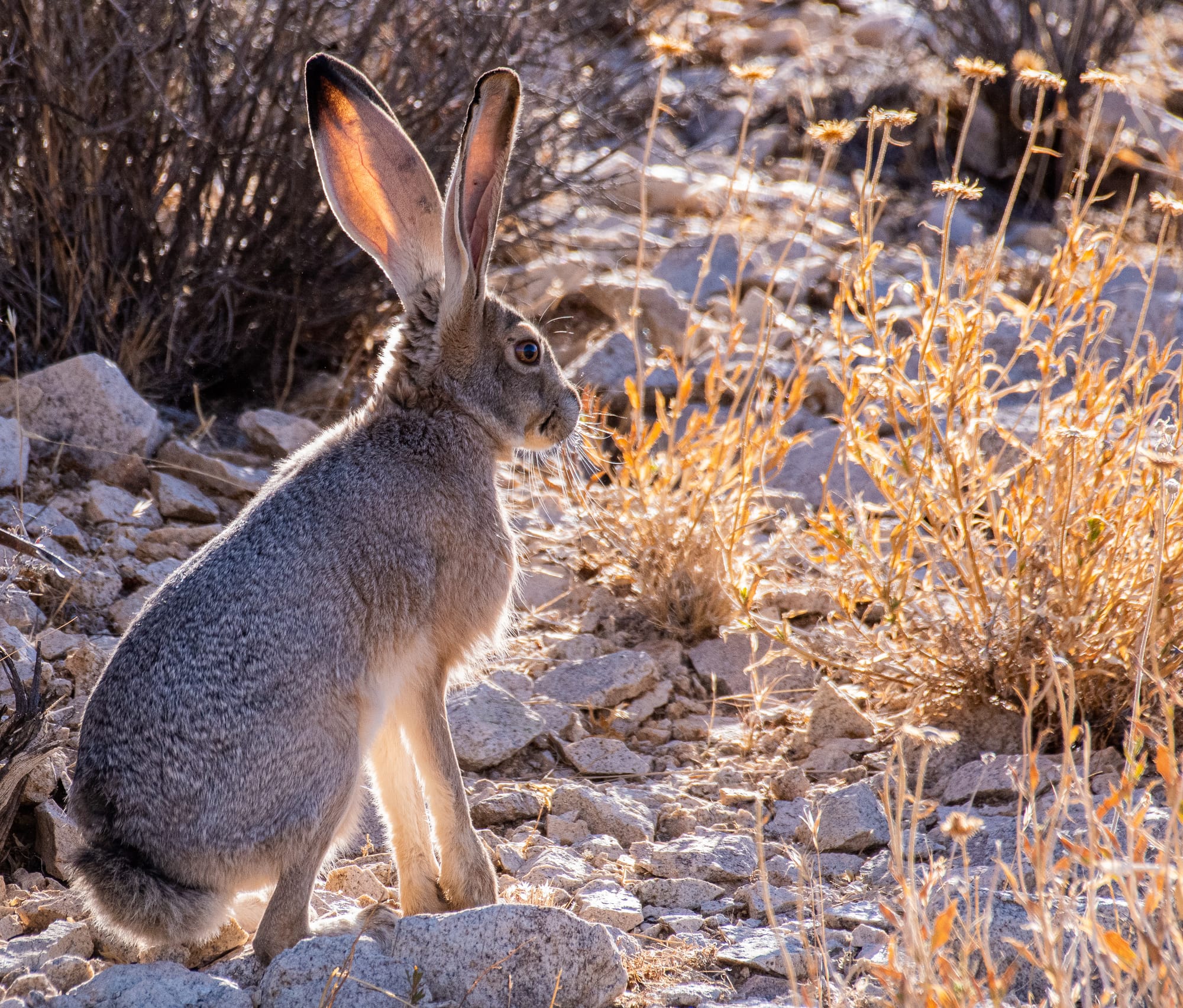 Black-tailed Jackrabbit in Joshua Tree National Park.