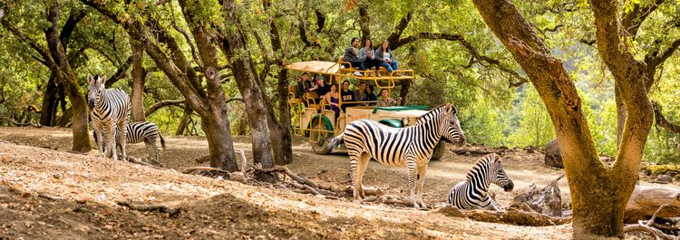 Safari West: Africa Meets California Wine Country