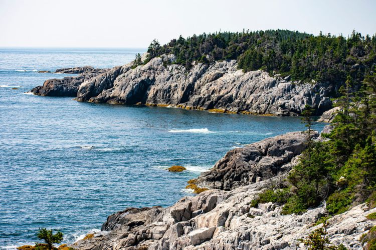 Wild About Acadia National Park