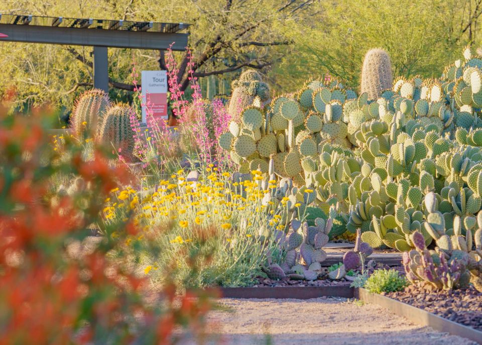 Beauty Blooms at Phoenix's Desert Botanical Garden