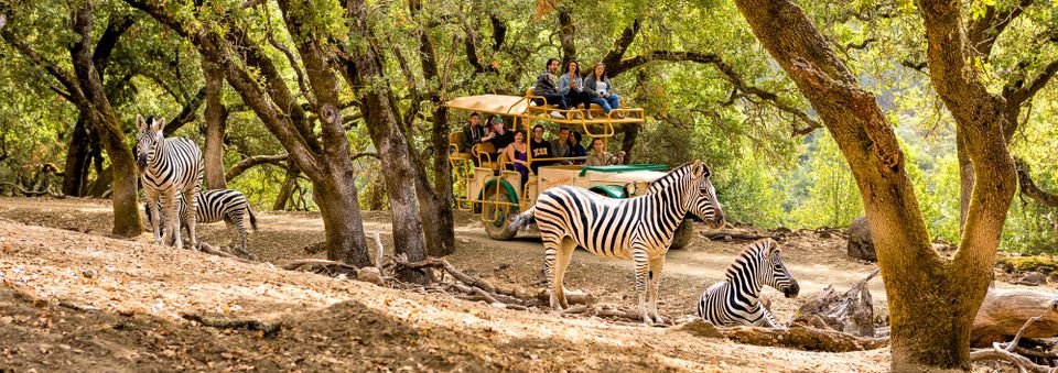 Safari West in Sonoma County, California.
