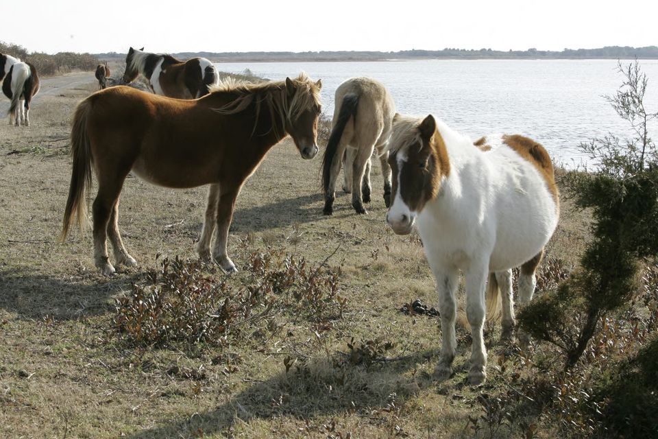 Wild horses grazing on Assateague Island