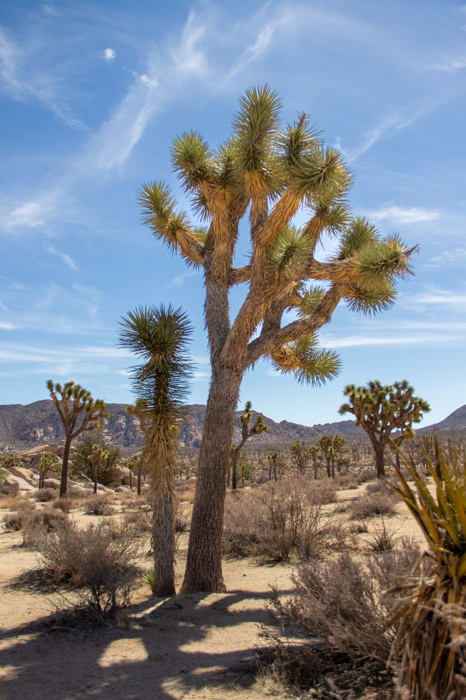 Joshua Tree: Two Deserts, One Extraordinary Park