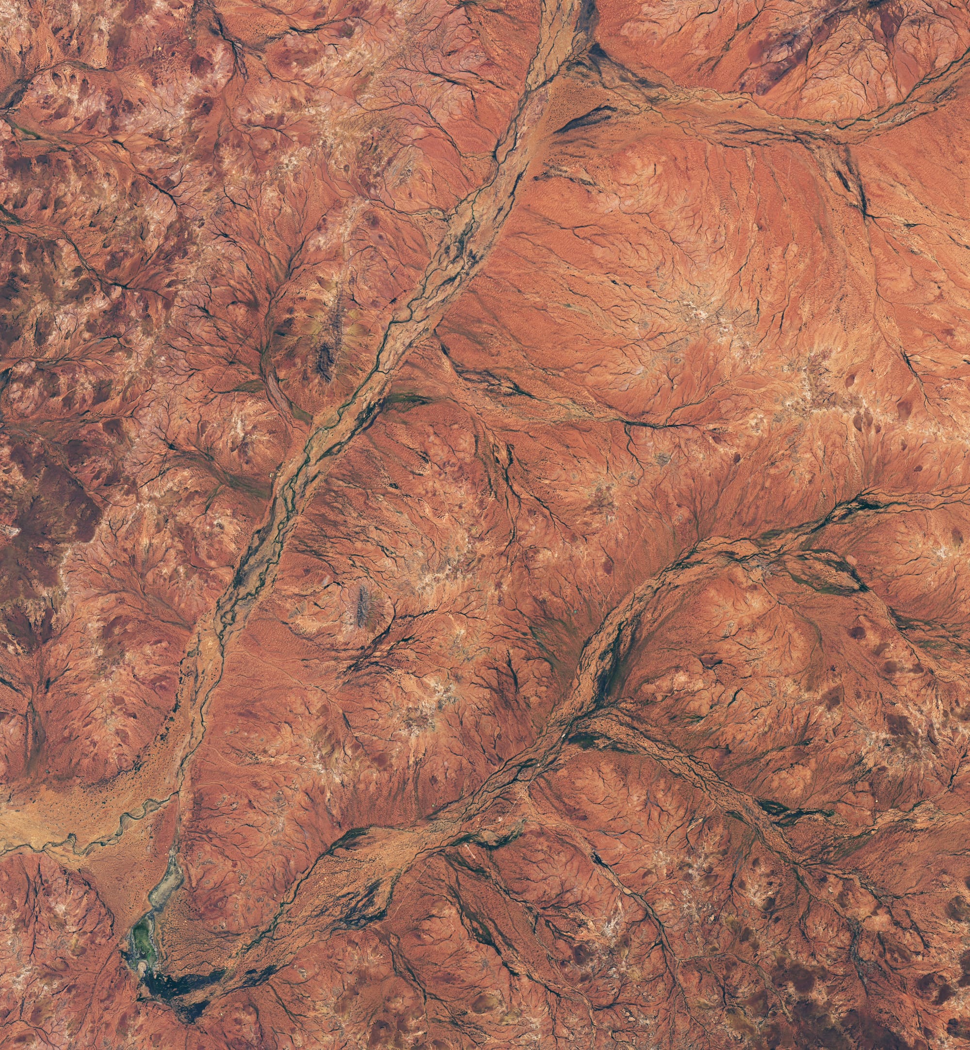 A Landsat 8 view shows greener vegetation in Western Australia after winter rain in August 2026.