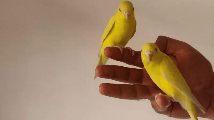 Reviving the Canary