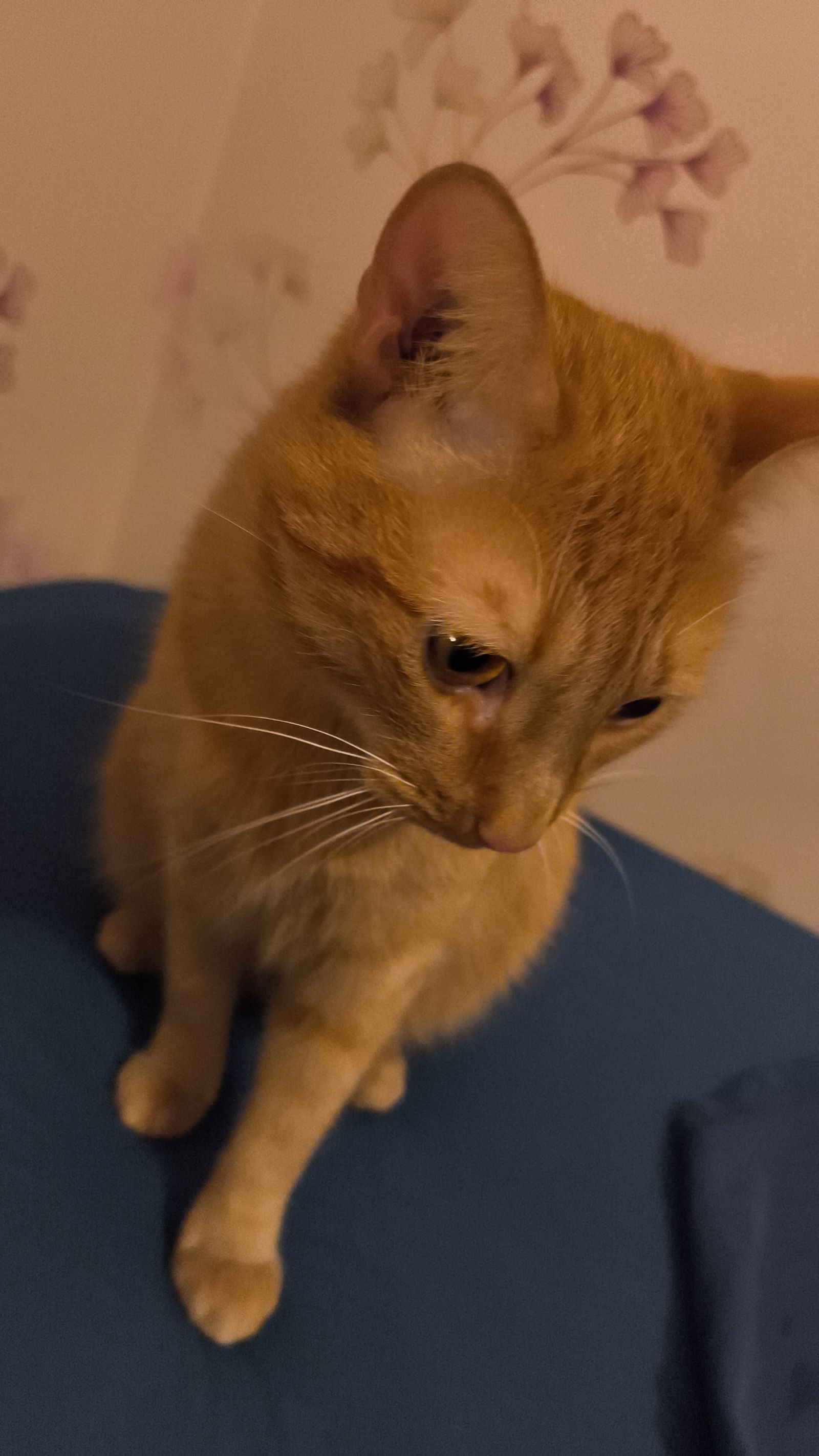 La grosse tête de Pixel sur mon lit