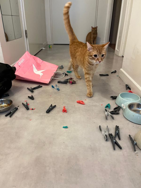 Mes chats dans le couloir qui ont fait plein de bêtises