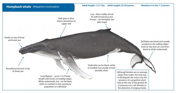 Humpback whale