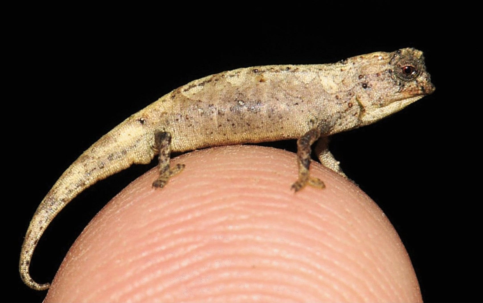 Image result for Brookesia nana