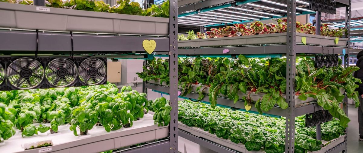 Hydroponic farms for dignity + sustainability: Highlighting Teens for Food Justice