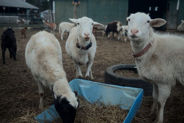 A Review Of Dehancer For iOS: Photo & Video Editor