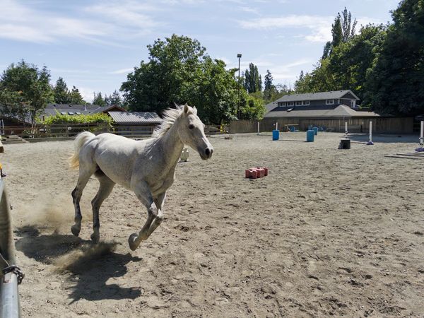 A Review Of The Adobe Project Indigo App For iPhone