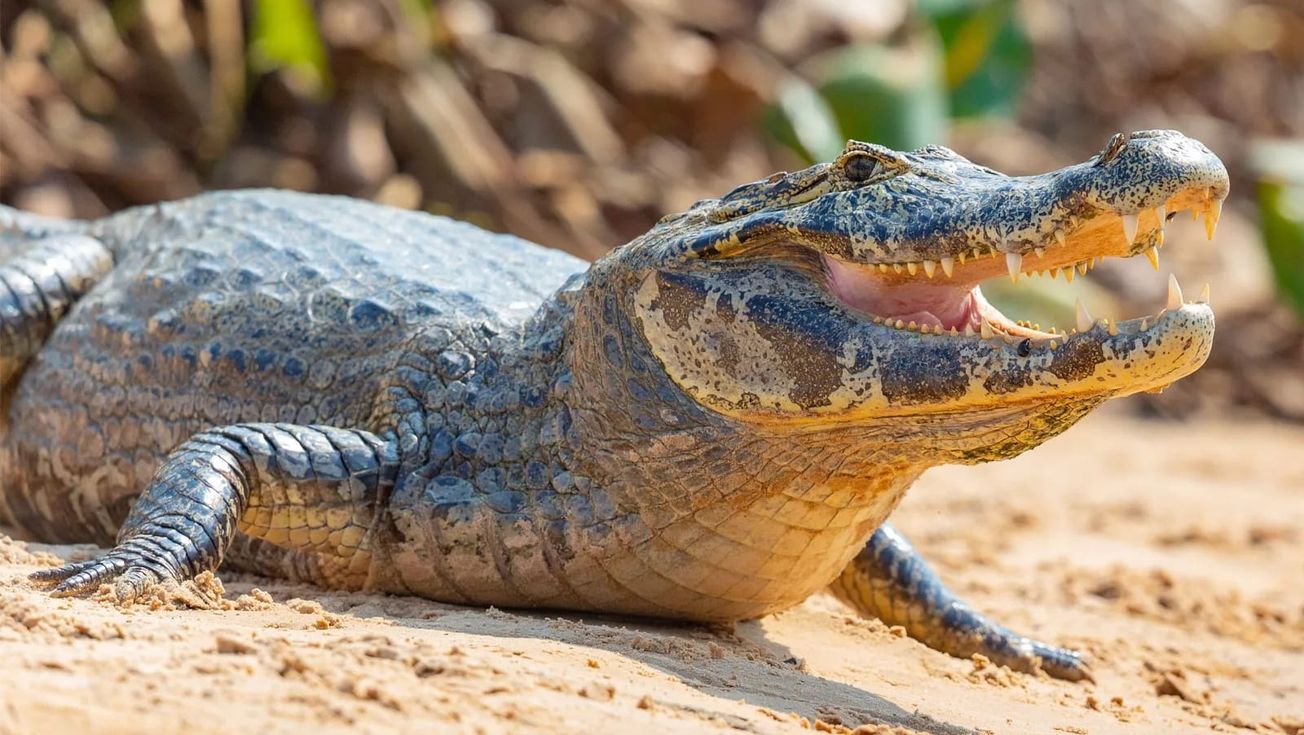 Crocodile seized from semi-detached house in Hale