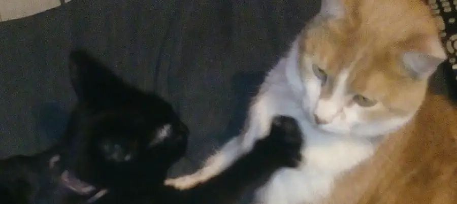 Owner’s warning after two cats die of suspected poisoning in Timperley