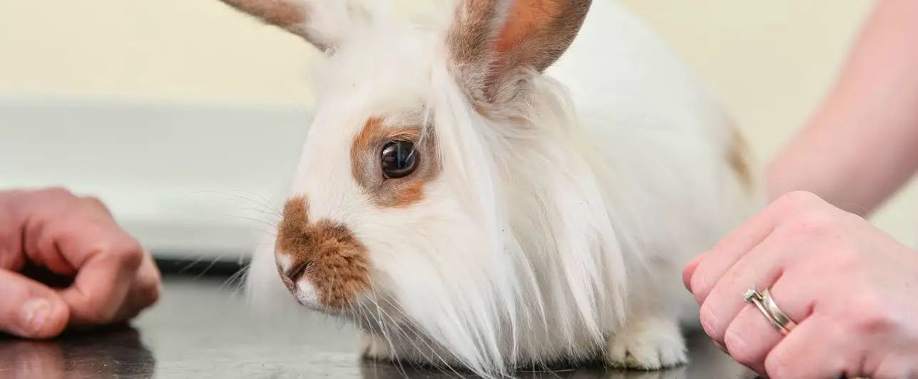 Warning after killer rabbit disease is detected in Altrincham area for the first time