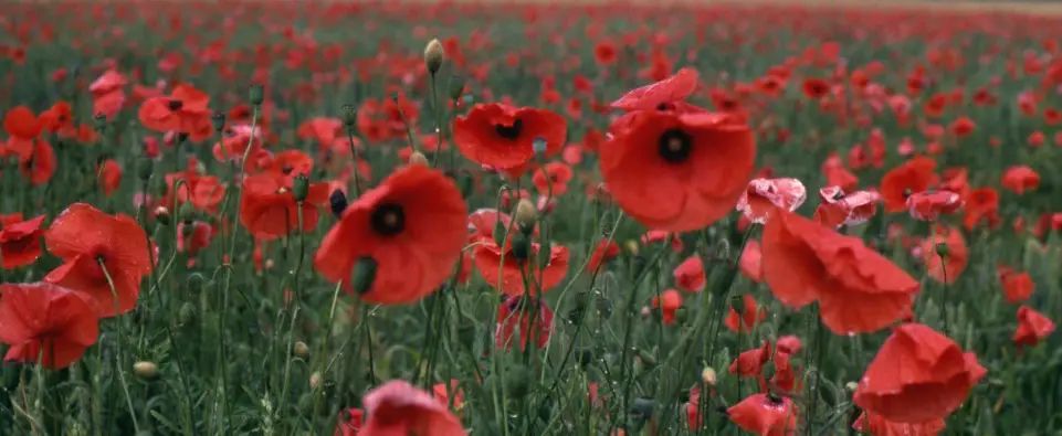 Free Remembrance Sunday concert to take place in Hale Barns – and all other details of services across Altrincham