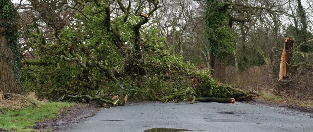 Pictures: Numerous trees down and flooding in Timperley as Storm Doris lashes Altrincham