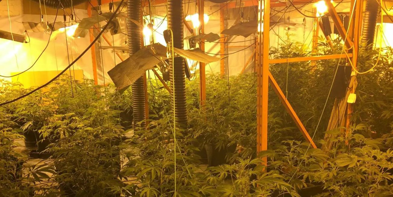 Police uncover cannabis farm in Timperley