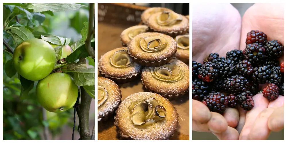 Don’t waste your harvest bounty: Blanchflower will turn your surplus fruit and veg into something special