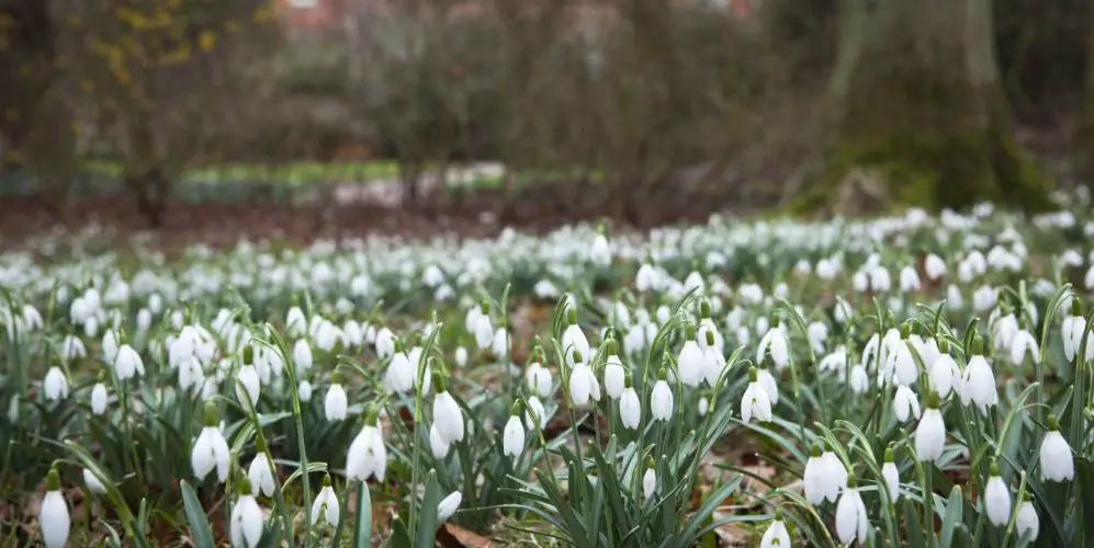 “A place to feel refreshed and inspired by the promise of nature”: 10 years of Dunham Massey’s magical Winter Garden