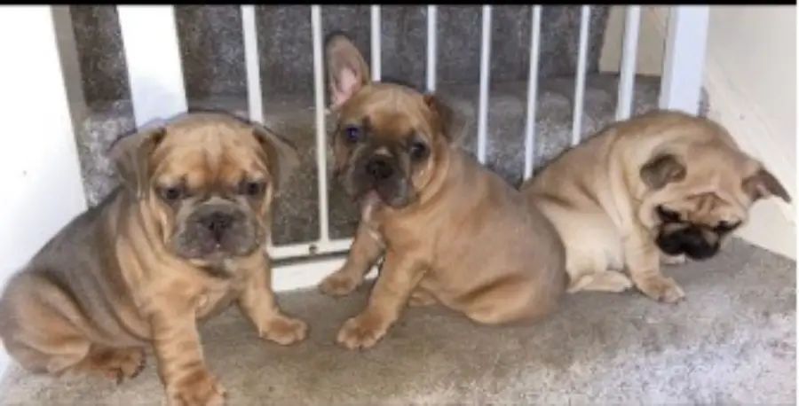 Three French Bulldog puppies stolen from Timperley house