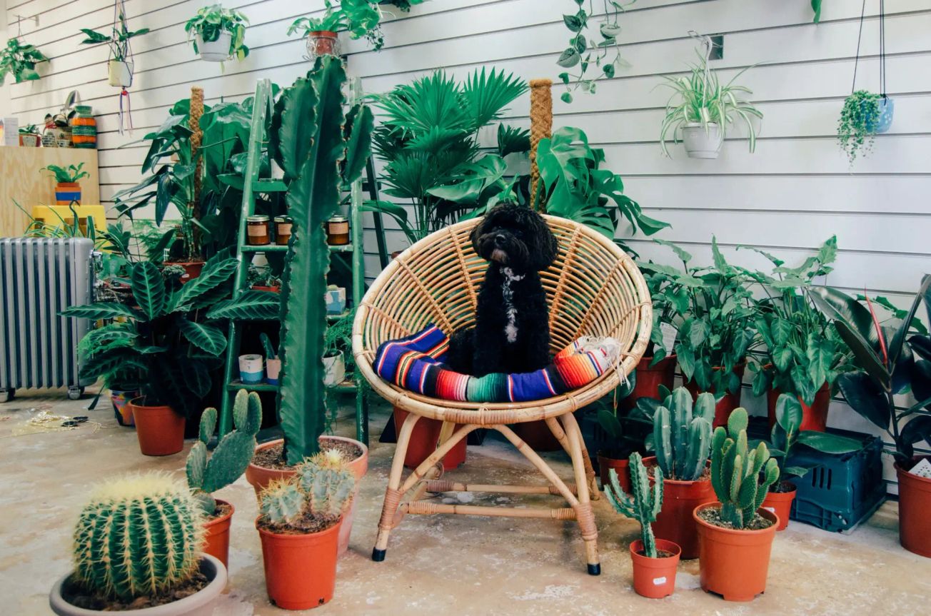 Independent house plant shop to open pop-up outlet in Altrincham town centre