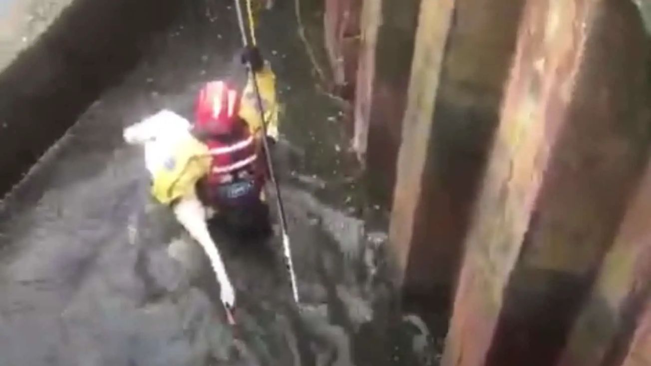 Swan rescued after becoming trapped on canal overflow in Timperley