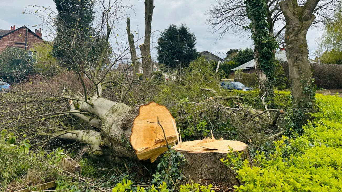 Trafford Council says it has no powers to stop “heartbreaking” felling of mature trees at Hale property
