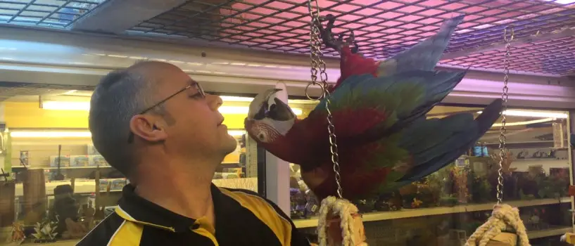 Baby the parrot after being returned to Timperley Aquatics Centre last month