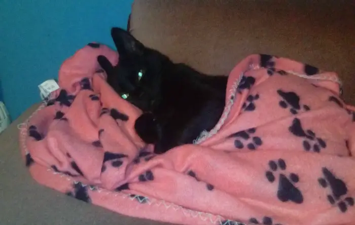 Seven-month-old kitten Forrest