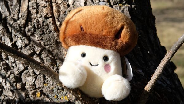 Unlocking Umami with Wild Mushroom Magic