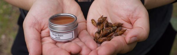 Bee-Wise: Forage Like a Pollinator, Heal Like a Herbalist