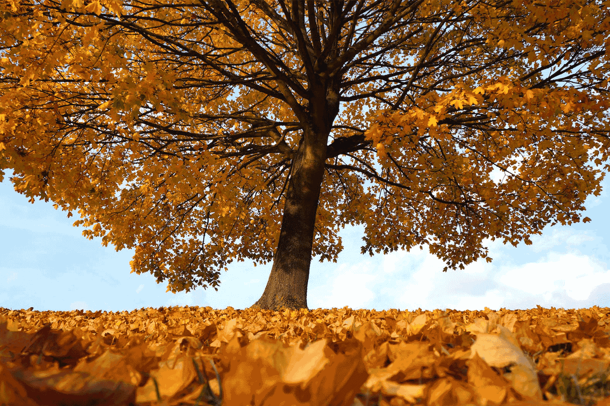 Fall Color is a Tapestry of Colored Leaves