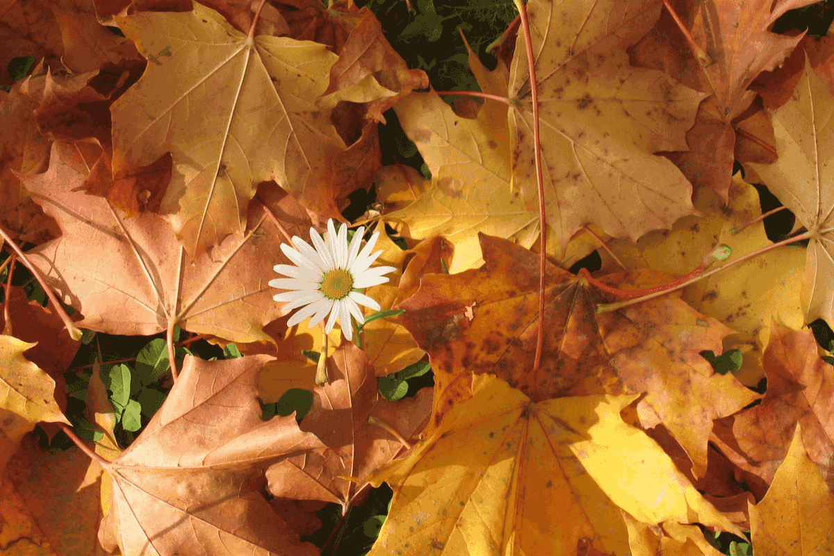 Take Action in Autumn for Winter