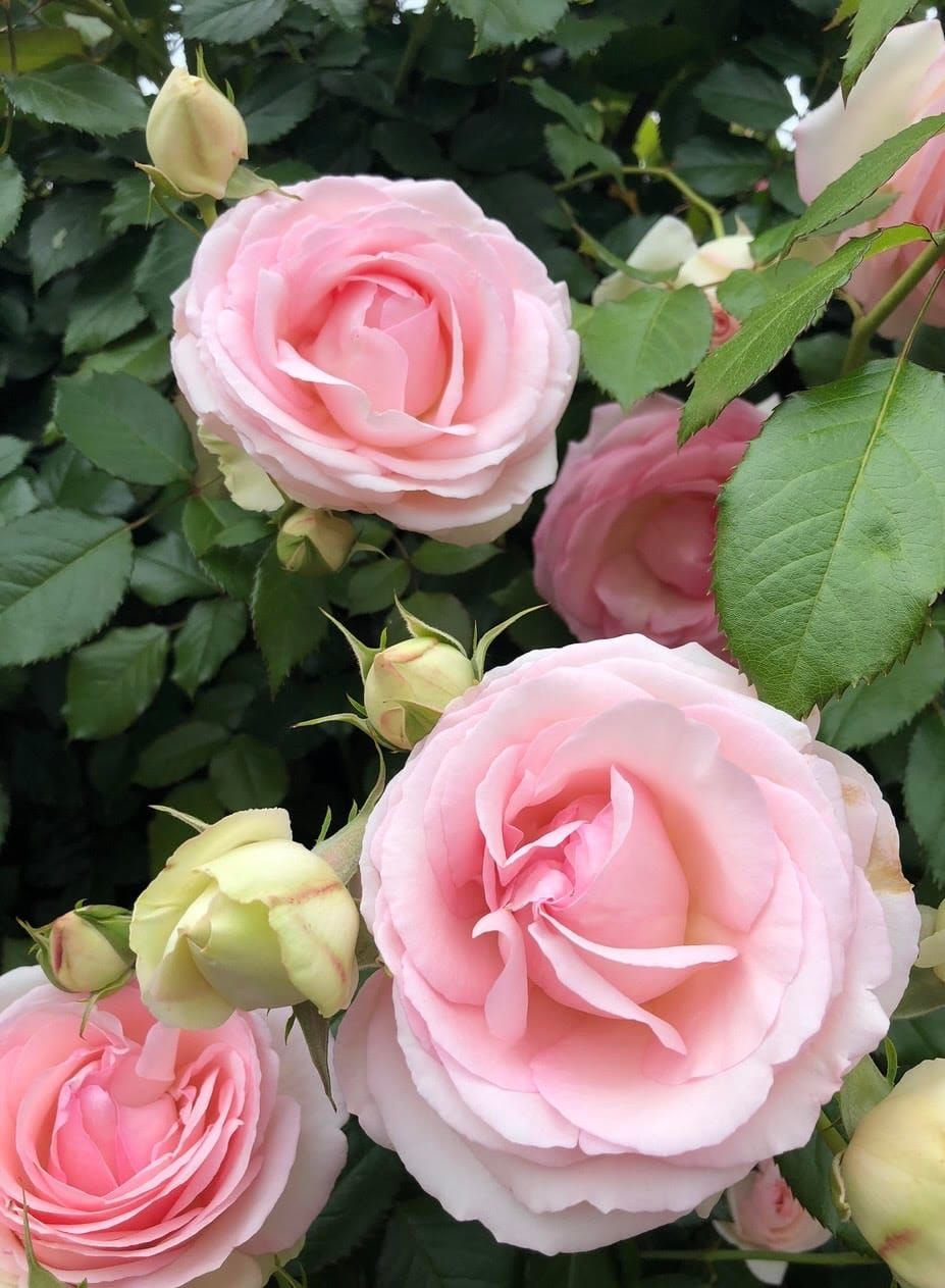 A Rose is more than a flower