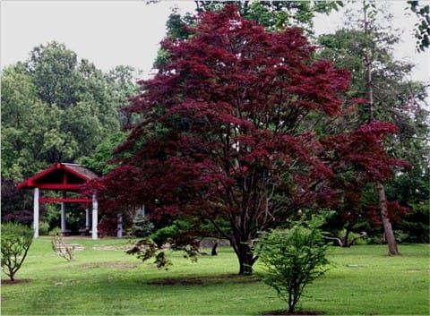 The Art of Planting Design: Not just another pretty face